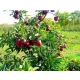 JABŁOŃ RED DELICIOUS słodkie chrupiące odporna - sadzonki 110 / 140 cm
